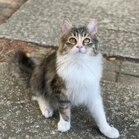 Güzel Oğl..