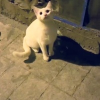 Kısırlaşt..