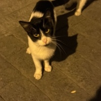 Kısırlaşt..