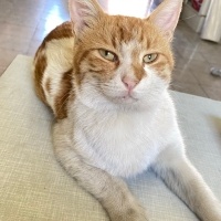 Sokağa at..