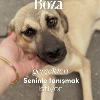Boza aile..