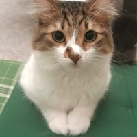 Luna ömür..