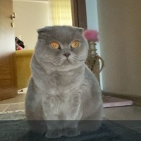Güzel kız..