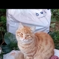 Çok periş..