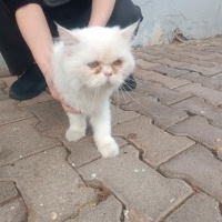 Iran kedi..