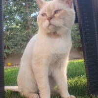 Sokağa at..