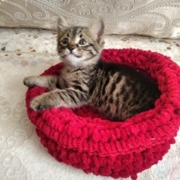 Minik yav..