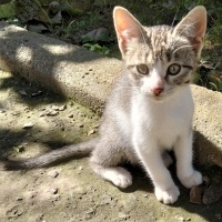 Minik Afa..