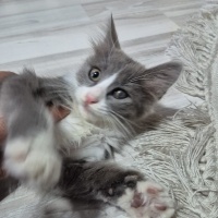 Tatlı mı..