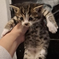 Oyuncu oğ..