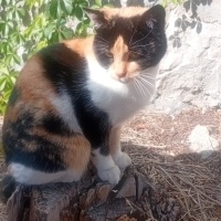Calico ev..