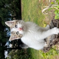 oreo bebe..