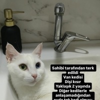 Van kedis..