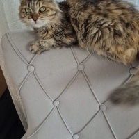 Güzeller..