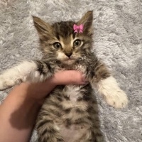 Bu minik..