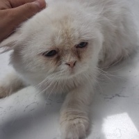 Iran kedi..