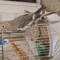 Sultan Pa..