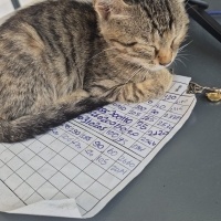 oyuncu bi..