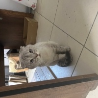 Leo şanti..