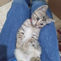 Çilek çok..