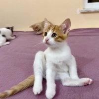 Tatlı mı..
