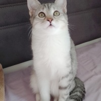 ÜÇ BEBEĞE..