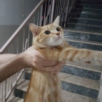 Dünya Tat..
