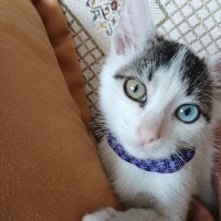 Pamuk pat..