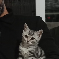 Minik pre..