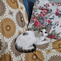 Küçük sür..