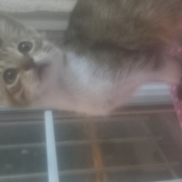 Acil yuva..