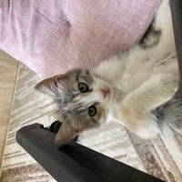 Oyuncu, s..