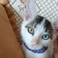 Pamuk Patiler...
