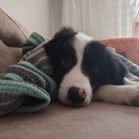 Border Collie...