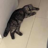 Ömürlük y..