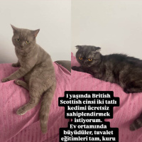 Sevecen k..