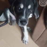 Yavru ter..