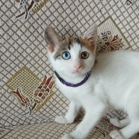 Pamuk Pat..