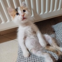 Luna kızı..
