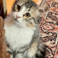 Lo kedi s..