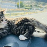 Lo kedi s..