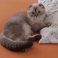 Yakışıklı..