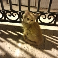MINİ MİNİ..