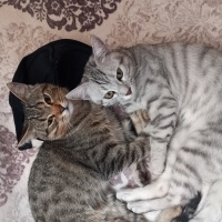 Kedilerim..