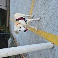 Husky kir..