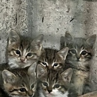 1.5 aylık..