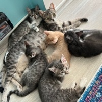 4 bebege..