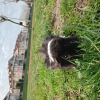 Ginepig S..