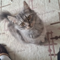 tek kedi..
