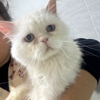Iran kedi..